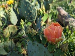 Beautiful Cactus flowers of the bush