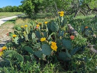 Beautiful Cactus flowers of the bush