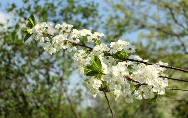 cherry tree blossom