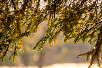 Branches of spruce lighted by bright sun after rain