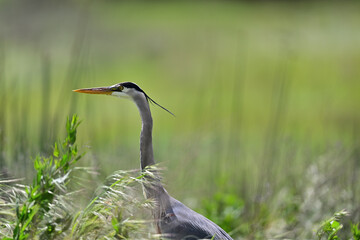Great Blue Heron in the bush