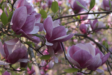 Close-up photo of blooming branch with large purple magnolia flowers in full bloom on blurred background with bokeh effect
