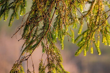 Branches of spruce lighted by bright sun after rain