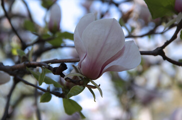 Close-up photo of one large white and pink magnolia flower on the tree branch in full bloom against...