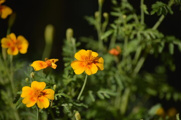 Leuchtend gelbe Studentenblumen im Sommergarten