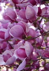 Vertical close-up photo of a branch of a flowering magnolia tree with big bright pink and white flowers against a blurred background