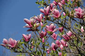 The photo is taken from the bottom up of a blooming tree of bright white and pink magnolia against...