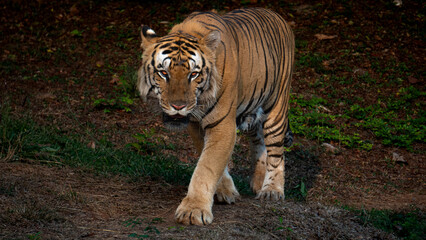Roaring Majesty: Stunning Tiger Stock Photos Ready to Pounce into Your Projects