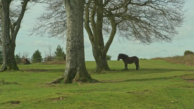 Wild ponies at the Seven Sisters copse on Cothelstone Hill, Quantock Hills, Somerset, England