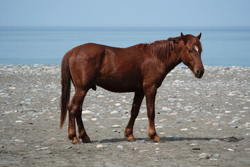 horse on the beach