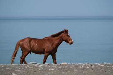 horse on the beach