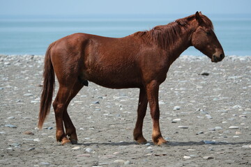 horse on the beach