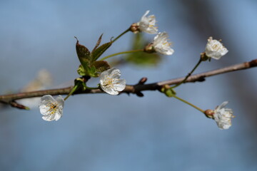cherry blossoms on a tree branch in spring