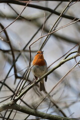 Robin (Erithacus rubecula) perched on a tree branch