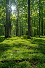 Sunlight filters through lush green foliage in a forest setting