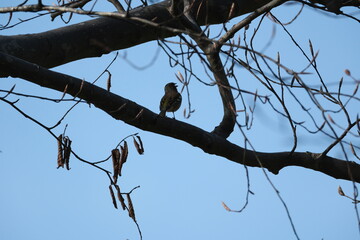 Chaffinch, Fringilla coelebs, single bird on branch