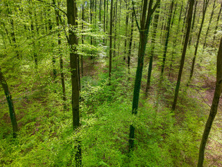 Lush landscape teeming with deciduous trees and groundcover plants