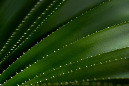 Aloe vera background.
Macro composition of aloe vera.