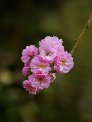 Zarte pink rosa Kirschblüten im Park, Marburg japanische Blüten