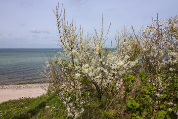 Weißer Schlehen Busch in Blüte an der Ostsee im Frühling.