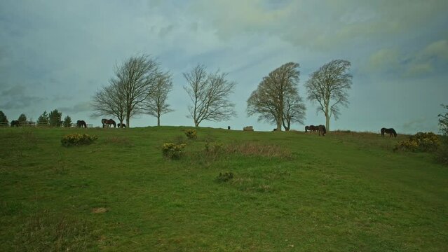 Wild ponies at the Seven Sisters copse on Cothelstone Hill, Quantock Hills, Somerset, England