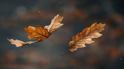 Autumn Oak Leaves: Floating Beauty on a Pure Autumn Background - 783865617