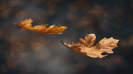Autumn Oak Leaves: Floating Beauty on a Pure Autumn Background - 783866047