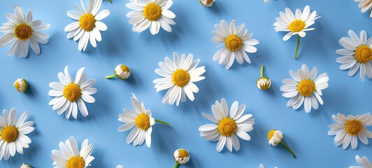 Sunny chamomile flowers isolated on blue background. view from above. generative ai