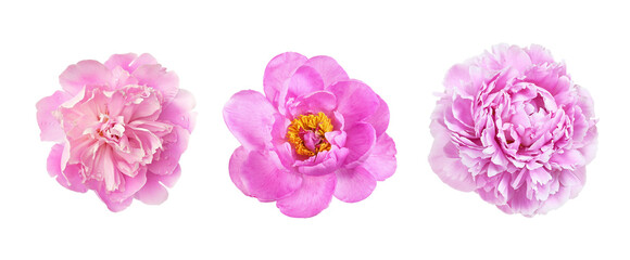 Set of pink peony flowers isolated on white or transparent background - 783867811