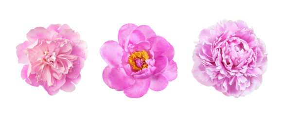 Set of pink peony flowers isolated on white or transparent background