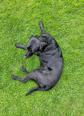 dog labrador retriever laying on the grass