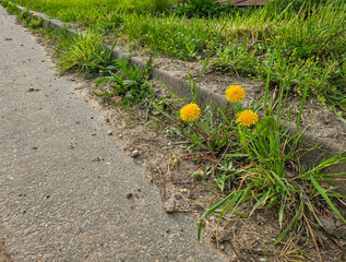 Yellow dandelion flowers at the curbstone of the road
