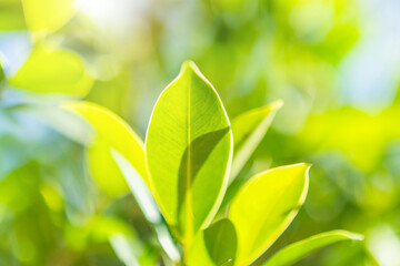 Fototapeta na wymiar Natural plant green leaf in garden with bokeh background