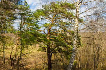 Pine and birch in the wild place