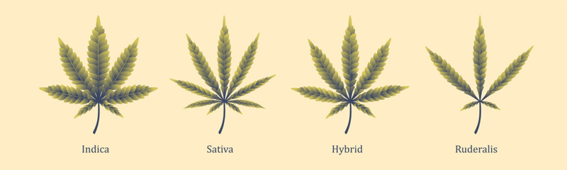Cannabis leaf isolated. Marijuana leaf icon. Vector illustration. Logo concept. Indica, Sativa, Hybrid, Ruderalis.