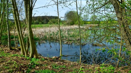 Teichlandschaft