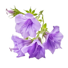 A bell flower Campanula glomerata isolated on white background