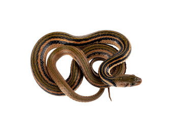 PNG File: Brown Xenochrophis Snake.  The genus is endemic to Asia.