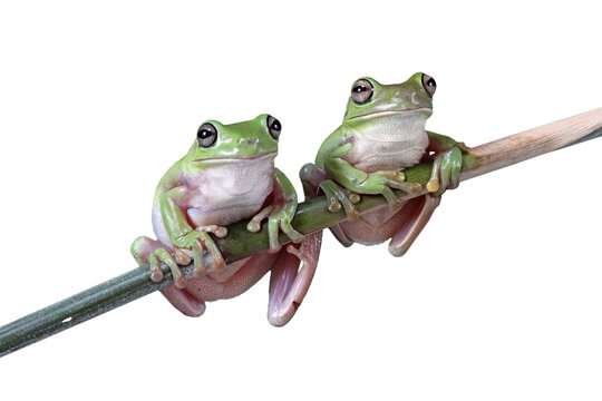 PNG File. A pair of Dumpy Tree Frogs (Litoria caerulea), perched on a tree branch.