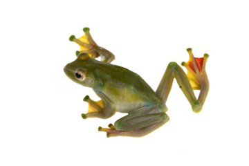 PNG File. Malayan flying frog (Zhangixalus prominanus).