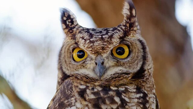 close up of a great horned owl Rotating its head in Mabuasehube, Botswana, South Africa 