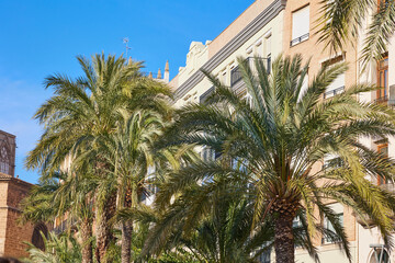 Palm tree with luxurious green leaves in the old town center