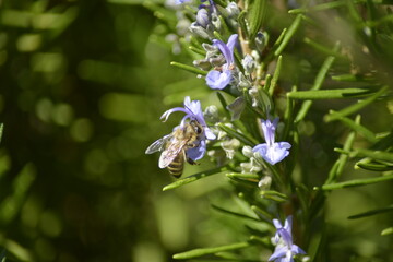 Blühender Rosmarin mit bestäubender Biene