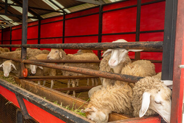 Petting animal groups sheep Ovis aries on the national farm. The photo is suitable to use for farm poster and animal content media.