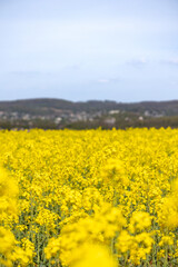 Flowering canola or rapeseed field
