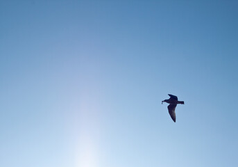 Fototapeta na wymiar Lone Seagull flies with bone in beak isolated against a cloudless blue summer sky at Brighton Beach Brighton West Sussex England UK