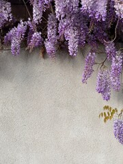 tranquil setting of lush wisteria drapping over a wall