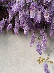 romantic wisteria framing a wall