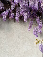 a cascade of purple wisteria flowers hanging over a neutral wall
