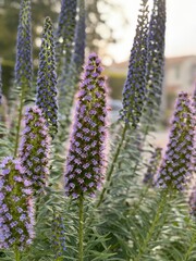 sunrising behind lavender hues on plants